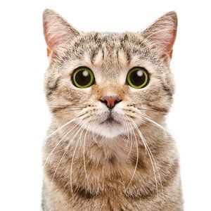 Meet your Posher, Jacqueline